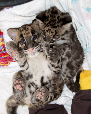 Illustration for article titled ZOMG BABY CLOUDED LEOPARDS!!!